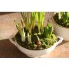 Kurz jarní sesadba (28.3.2025)